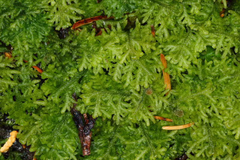 Trichocolea tomentella